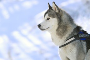 九游9游-广东队保持联动防守形成压迫式包夹战术