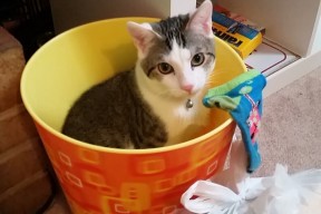 九游娱乐APP-中国男篮持续优化攻守转化节奏，中国男篮新规则