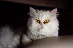 九游官网下载电脑版-雷恩中前场频繁换位增强灵活性，雷恩队老板