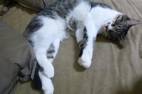 九游网页版官网入口-地方政府支持职业篮球进校园打造育人育才双向通道，职业篮球学校招生 学生