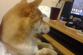 -加拿大女篮在国际赛场上表现出色，迅速崛起，加拿大女子篮球