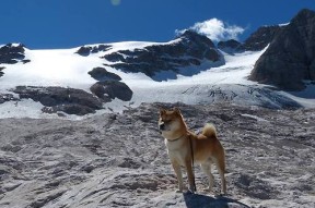 九游网游官网-塞尔维亚男篮在欧洲锦标赛中表现强硬，夺得铜牌