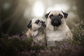 九游正版入口-“安赫尔·巴尔博萨的力量与速度，助力美洲狮队提升竞技水平”