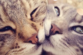 九游下载中心-出发弹跳力增强，起跑阶段优势明显，弹跳力和爆发力训练计划