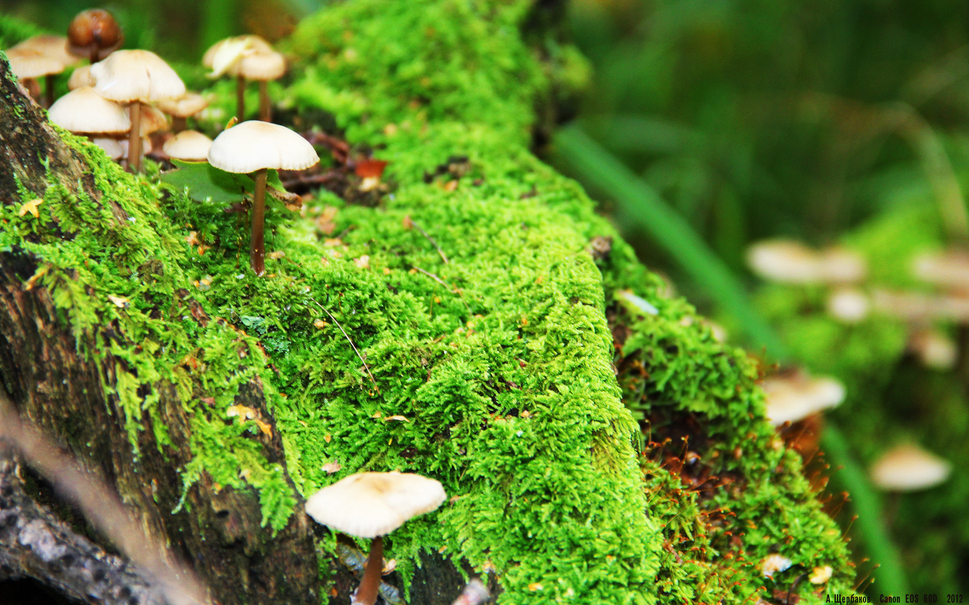 中国篮球教练员专业发展规划及培训体系创新模式,篮球教练就业方向前景分析