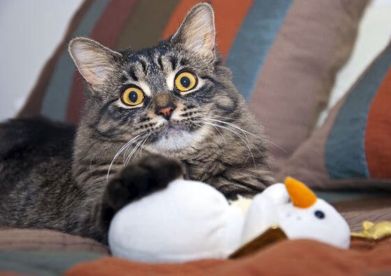 中国篮球教练员专业能力提升路径,篮球教练员的专业技能包括哪些方面