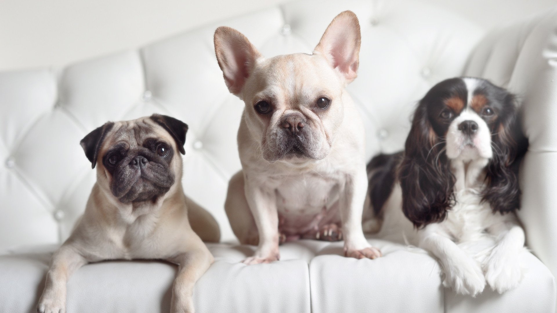 中国篮球教练员团队协作及沟通能力提升方案，篮球教练员素养