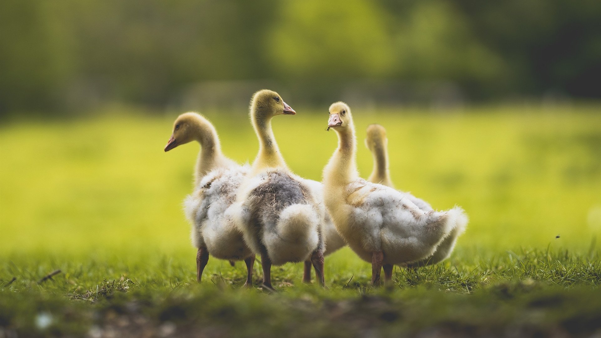 校园体育文化对学生团队合作能力的影响,对校园体育文化的畅想
