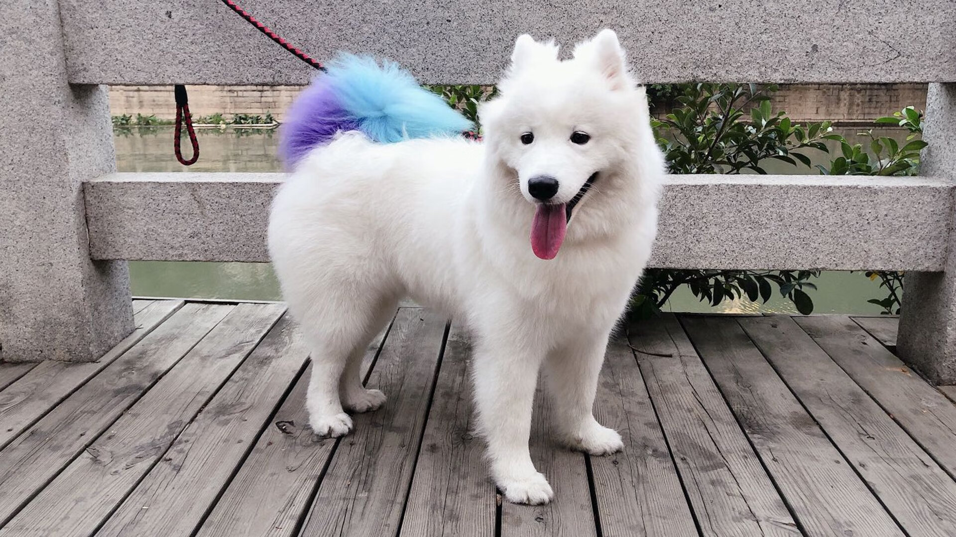 法甲联赛观众行为变化与营销策略调整,法甲参赛球队