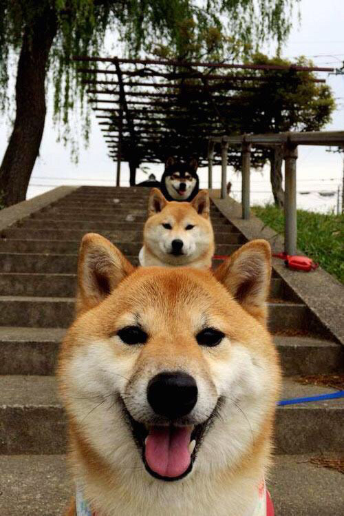 篮球专项技能动作标准化训练方法探索及创新,篮球各项基本技术动作要领讲解