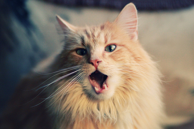 篮球专项技能动作标准化训练方法探索及创新,篮球各项基本技术动作要领讲解