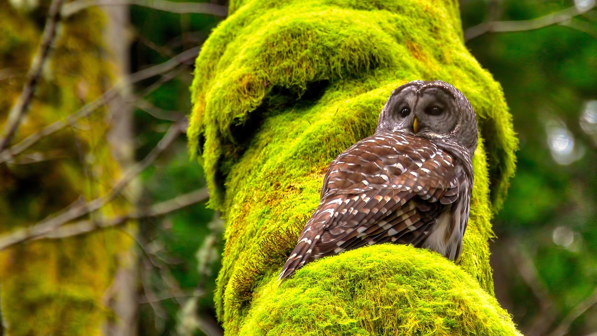 高校运动训练计划个性化设计研究,高校运动训练计划个性化设计研究论文