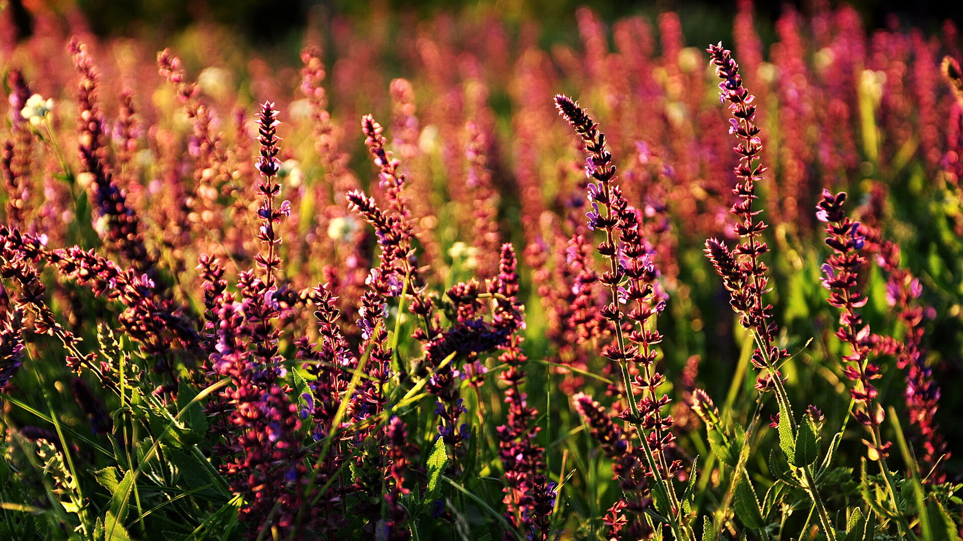 加拿大队在国际乒联混合团体世界杯中打破自我局限的表现,加拿大队乒乓