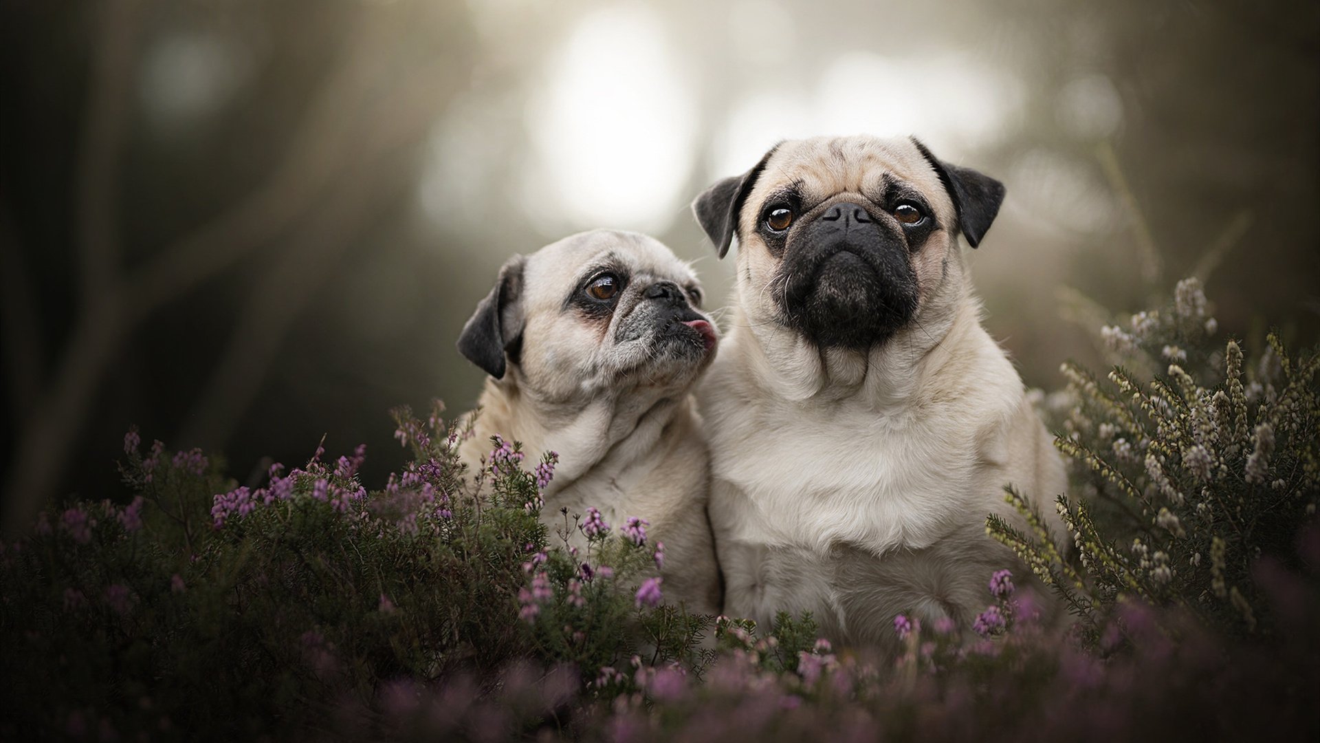 北京鸭引入外援锋线提升终结能力,北京鸭与其他鸭子的区别