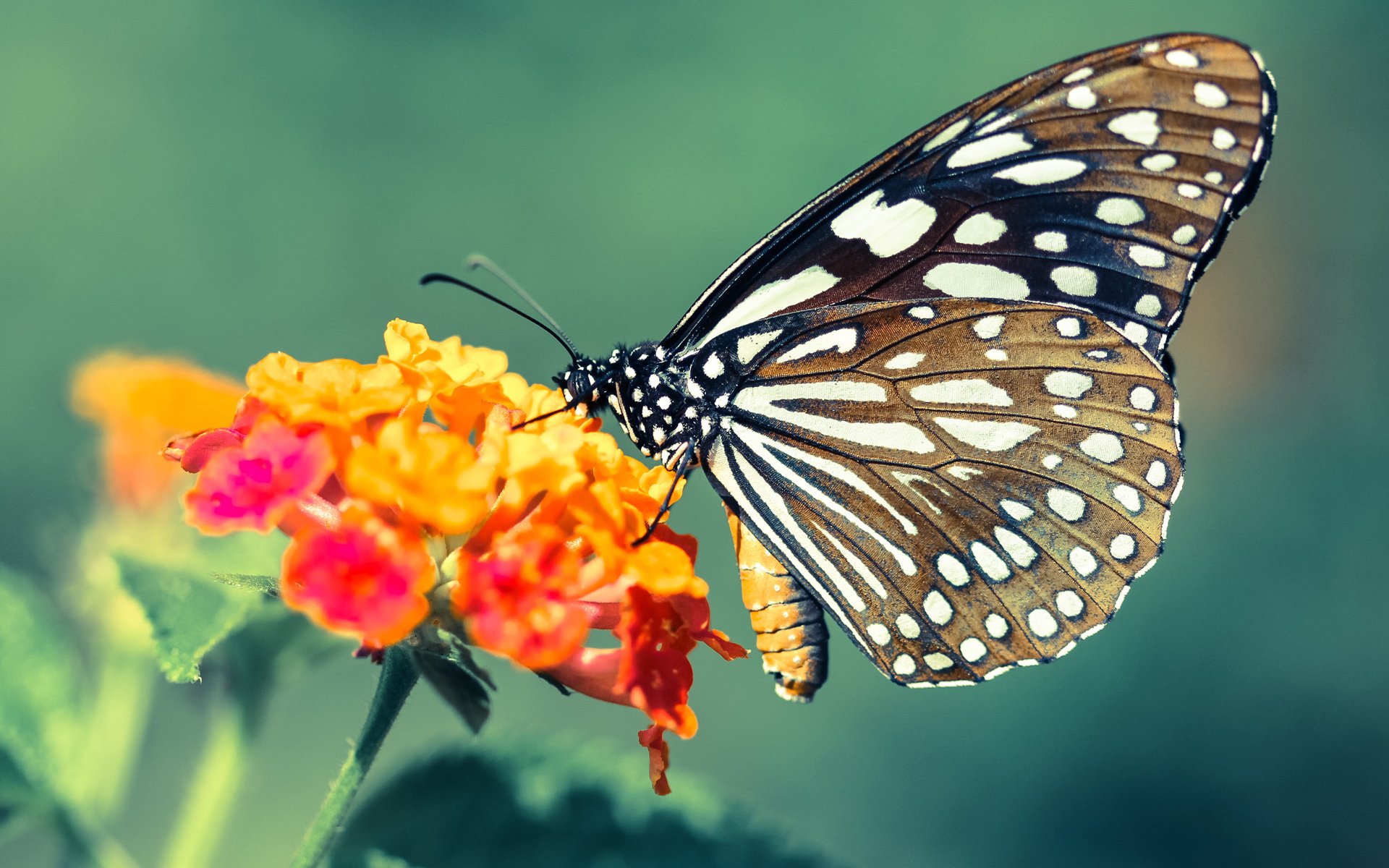 美国队在国际乒联混合团体世界杯中的成功与挑战总结,美国乒乓球代表队
