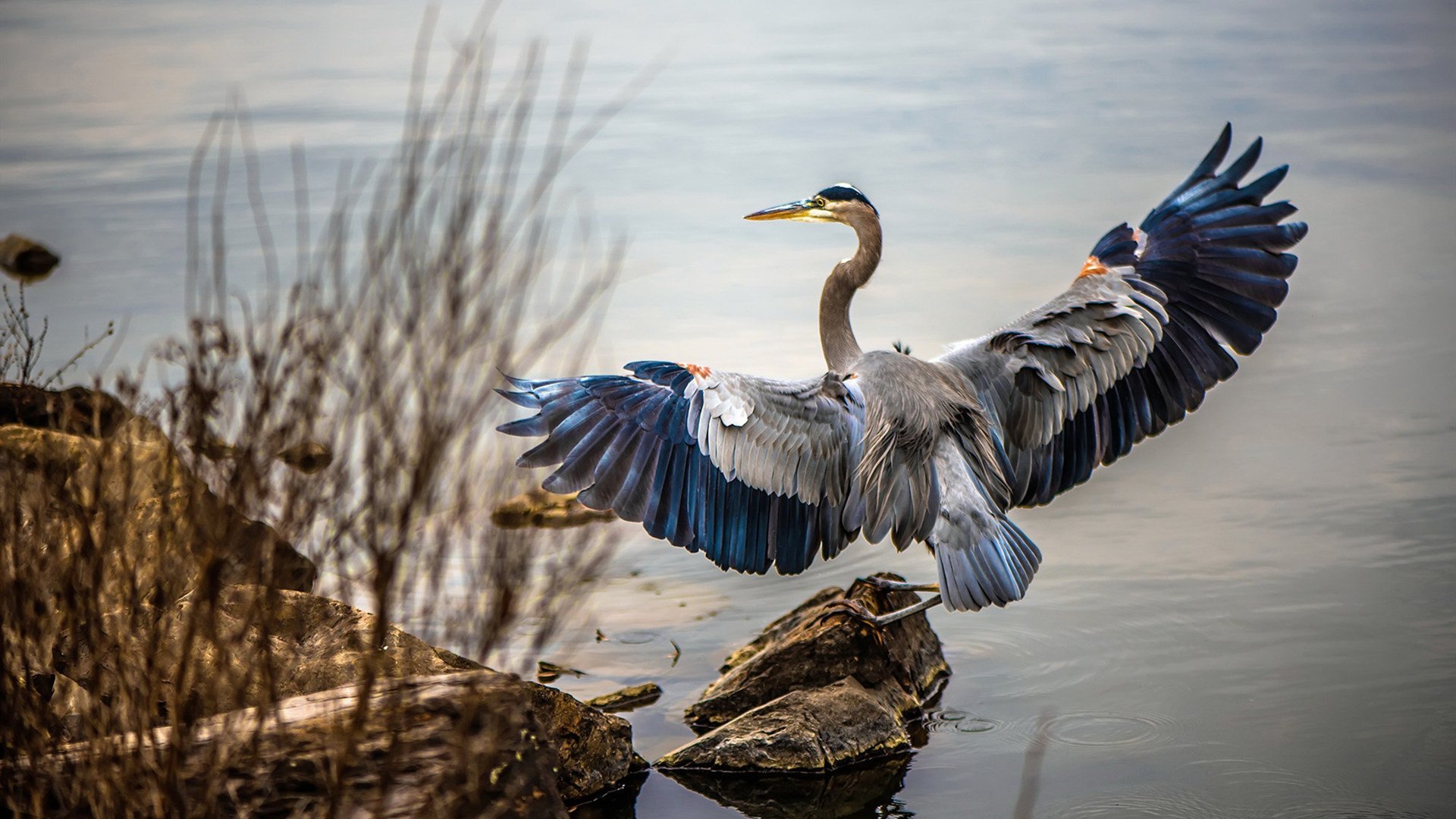 花样滑冰服装安全系数纳入评分参考,花样滑冰服装面料