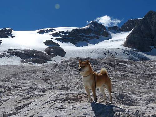 塞尔维亚男篮在欧洲锦标赛中表现强硬,夺得铜牌